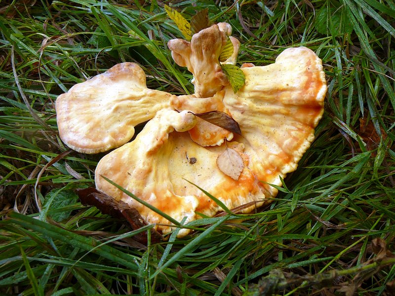Laetiporus sulphureus